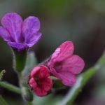 Медуница лечебна, меча пита, маремичи, проклетийски бурен - Pulmonaria officinalis L.