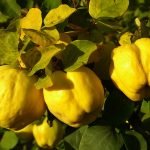 Дюля - Cydonia vulgaris Pers.  ; Cydonia oblonga