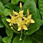 Камшик обикновен, охтивче, мастика, чичак - Agrimonia eupatoria L.