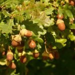 Летен дъб, белика, бяла граница, лютак, лъжик -  Quercus robur L.