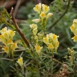 Луличка обикновена, залистниче, коминче, рибьовче - Linaria vulgaris (L.) Mill.