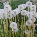 Глухарче, радика - Taraxacum officinale Web.