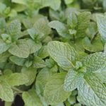 Мента културна, джоджен, нане, гюзюм - Mentha piperita L.