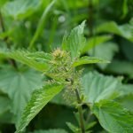 Коприва обикновена - Urtica dioica L.