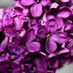 Люляк - Syringa vulgaris L.