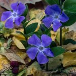 Зимзелен, самодивско цвете, фотофор, влачи градина - Vinca minor L.