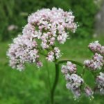 Дилянка, валериана, котешка трева, коча билка, навалник - Valeriana officinalis L.