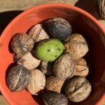 Орех - Juglans regia L.
