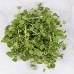 Мокреш, друмиче, пореч, поточарка, кресон, тученица - Nasturtium officinalе R. Br.