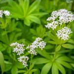 Лазаркиня същинска, бодисора, ароматна лазаркиня - Asperula odorata ; Galium odoratum