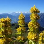 Жълта тинтява, горчивка, горчив корен, жълта линцура - Gentiana lutea L.