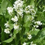 Хрян - Armoracia rusticana (Lam.) P. Gaertn., B. Meyer et Schreb. (Cochlearia armoracia L.)