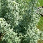 Пелин обикновен, бял пелин - Artemisia absinthium L.