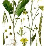 Чер синап - Brassica nigra (L.) Koch. (Sinapsis nigra L.)