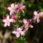 Червен кантарион, трескавиче - Erythraea Centaurium Pers. (Centaurium umbellatum Gilib.)