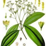 Касия теснолистна - Cassia angustifolia ; Касия остролистна - Cassia acutifolia Del.