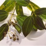 Канелено дърво - Cinnamomum zeylanicum Blume