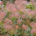 Смрадлика, тетра, кукуч - Cotinus coggygria  Scop. (Rhus cotinus L.)