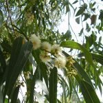 Евкалипт кълбестоплоден - Eucalyptus globulus Labill.