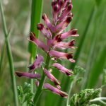 Росопас лечебен, нерадиче, шефтериче - Fumaria officinalis L.