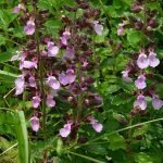 Червено подъбиче, горчива чубрица, количав бурен - Teucrium chamaedrys L.