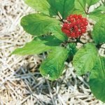 Жен-шен - Panax ginseng C. A. Mey