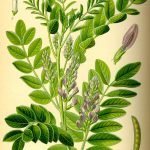 Сладник, женско биле, сладка папура, сладък корен, сладица - Glycyrrhiza glabra L.
