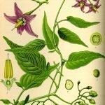 Червено кучешко грозде, разводник - Solanum dulcamara L.