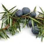 Хвойна обикновена, смрика, боровица, клека - Juniperus communis L.