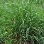 Пирей пълзящ, пир - Agropyrum repens (L.) P.B - Elymus repens