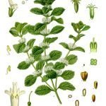 Пчелник обикновен - Marrubium vulgare L.