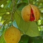 Индийско орехче, детско орехче, мускатово орехче - Myristica fragrans Houtt.