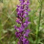 Салеп, ливадар, перуника - Orchis maculata L., O. masculus L., O. morio L., O. latifolia L., O. militaris L., Platanthera bifolia Rich., Anacamptis pyramidalis Rich.