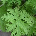 Индрише, слезен, стамболски здравец - Pelargonium roseum Willd.