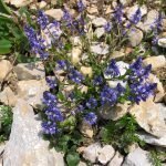 Телчарка горчива - Polygala amara L.