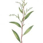 Пипериче водно, маясълче, воден пипер, лютивче - Polygonum hydropiper L. [Persicaria hydropiper (L.) Opiz.]