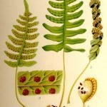 Сладка папрат, навалник, райково коренче, сладун - Polypodium vulgare L.