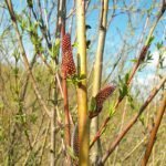 Ракита, червена върба - Salix purpurea L.