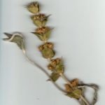 Пирински чай, македонски чай, миризлив бурен - Sideritis scardica Griseb.