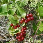 Сарсапарила - Smilax officinalis H.B.K
