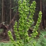 Чемерика бяла - Veratrum lobelianum Bernh.
