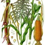 Царевица - Zea mays L.