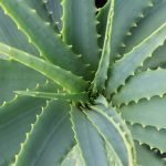 Сабур, сара сабур, алое - Aloe ferox Mill., Aloe vera L.