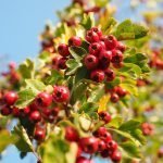 Червен глог - Crataegus monogyna Jacq.