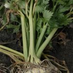 Целина, керевиз - Apium graveolens L.