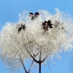 Повет, бяла лоза, павет, скребър - Clematis vitalba L.