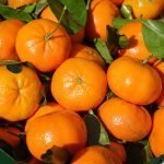 Портокал горчив, бигардия - Citrus aurantium sudsp. amara Engl.