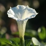 Татул - Datura stramonium L.
