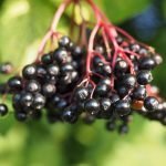 Чер бъз, свирчовина - Sambucus nigra L.