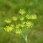 Резене, морач, мънотър, див (зимен) копър, сминд - Foeniculum vulgare Mill. ( F. officinale All.)